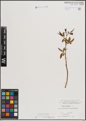 Foto von Salix fragilis L.